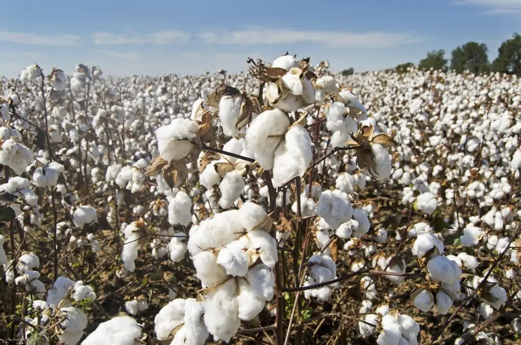 cotton, cotton field, white, farming, agriculture, crop, harvest, farmland, rural, fluffy, brown farm, brown field, cotton, cotton, cotton, cotton, cotton