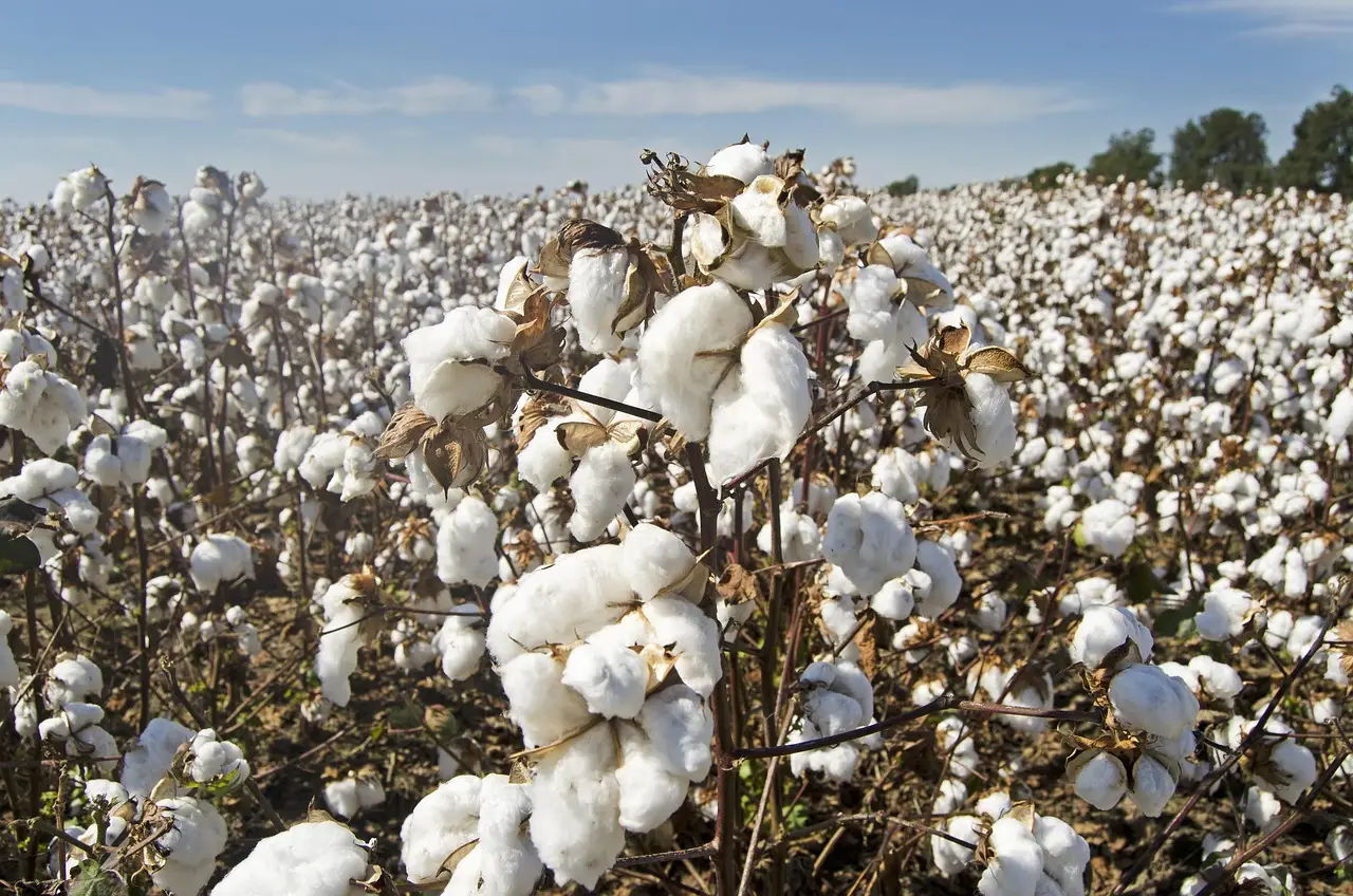 cotton, cotton field, white, farming, agriculture, crop, harvest, farmland, rural, fluffy, brown farm, brown field, cotton, cotton, cotton, cotton, cotton