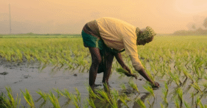 Tripura Targets 25,200 Hectares for Hybrid Rice Cultivation in 2025–26