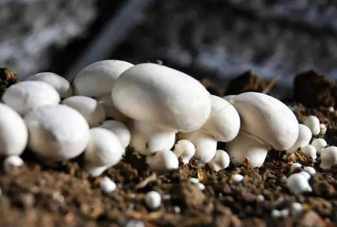 Mushroom Farming Training In IARI
