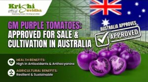 Australia Approves Purple Tomatoes: Benefits, Approval & Impact