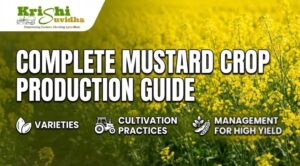 🌾Complete Mustard Crop Production Guide: Varieties, Cultivation Practices & Management for High Yield