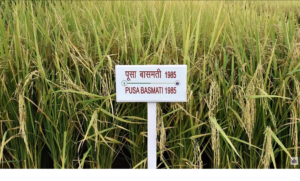 Pusa Basmati 1985 Rice Variety: Herbicide Tolerant Basmati for Direct Seeded Rice (DSR)