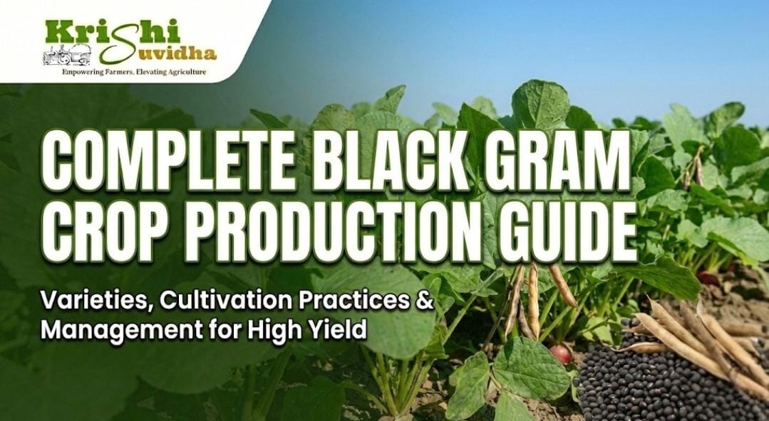 Complete POP of Black gram