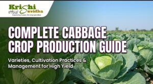 Complete POP of CABBAGE