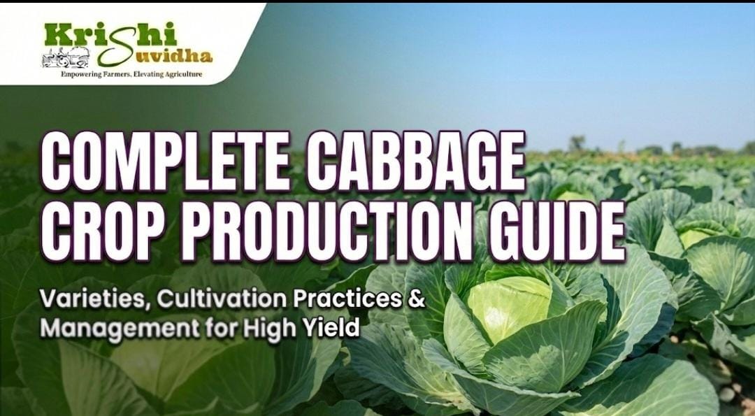 Complete POP of CABBAGE