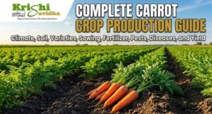 Complete POP of Carrot