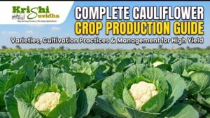 Complete POP of Cauliflower