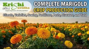 Complete POP of Marigold