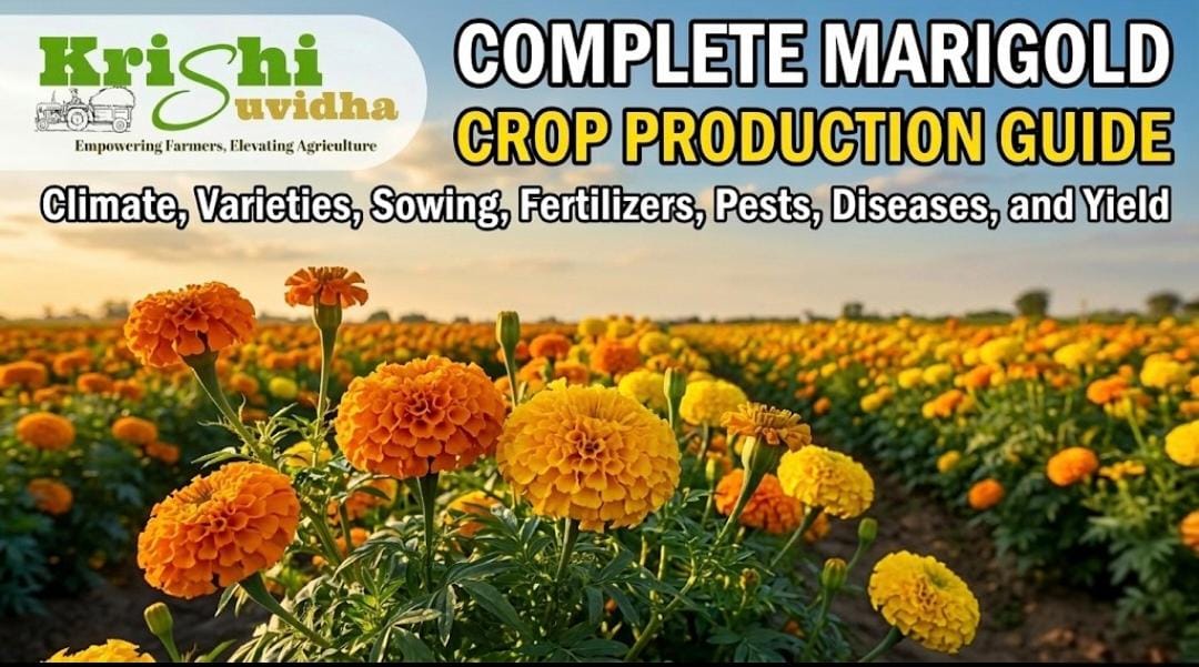 Complete POP of Marigold