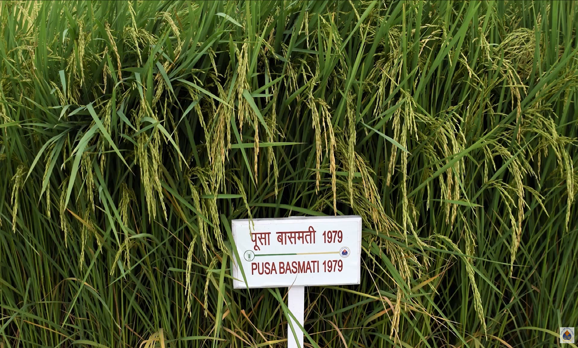 Pusa Basmati 1979 Rice Variety: Yield, Cultivation Guide & Herbicide Tolerant DSR Basmati