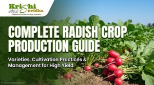 Complete POP of Radish