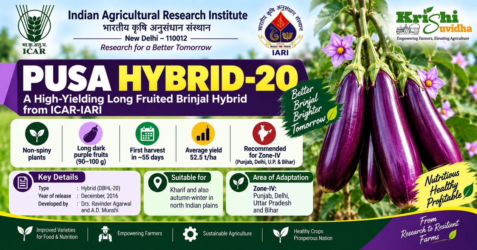 Pusa Hybrid-20 Brinjal: High-Yielding Long Purple Hybrid | ICAR-IARI