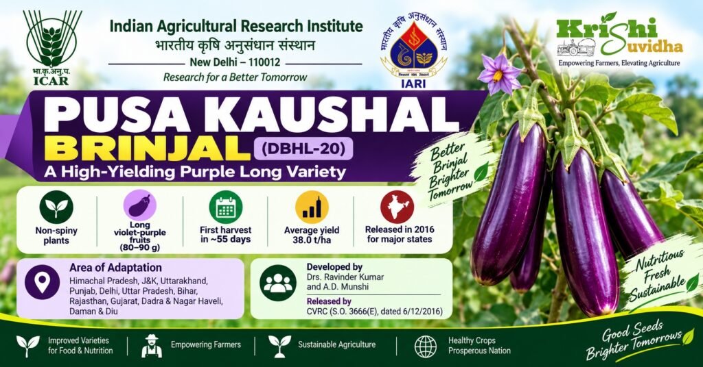 pusa-kaushal-brinjal-variety-icar-iari
