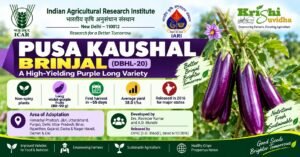 pusa-kaushal-brinjal-variety-icar-iari