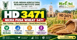 HD 3471 wheat variety field view with golden mature spikes